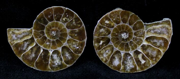 Small Agatized Ammonite Pair - #21120